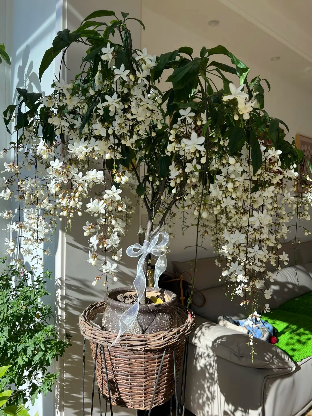 Loại hoa "thần ti&ecirc;n" đang g&acirc;y sốt dịp cận Tết: T&ecirc;n nghe đ&atilde; thấy gi&agrave;u sang, hoa rủ xuống như th&aacute;c đổ, ai nh&igrave;n cũng muốn "rinh" ngay về nh&agrave;- Ảnh 12.