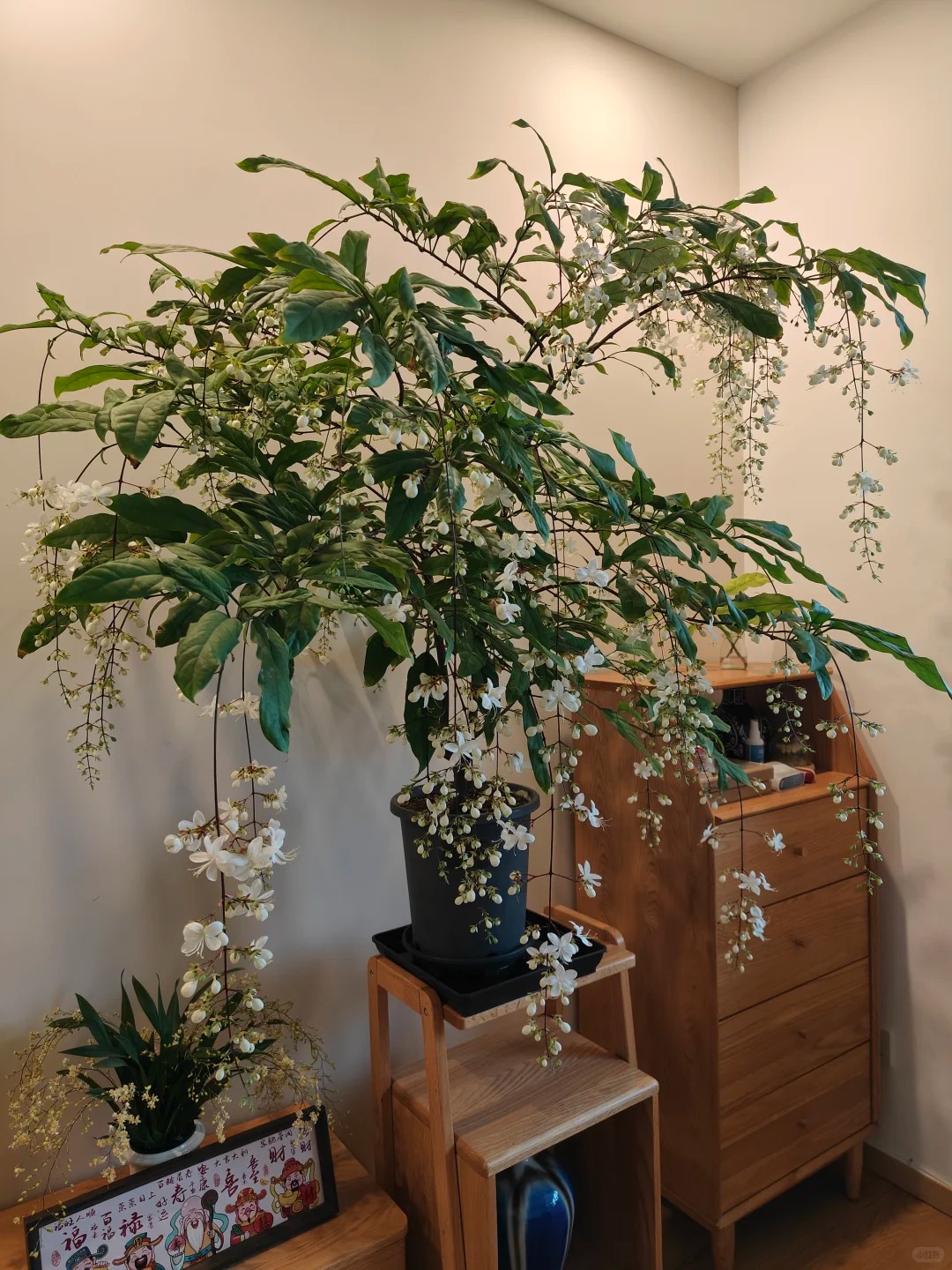 Loại hoa "thần ti&ecirc;n" đang g&acirc;y sốt dịp cận Tết: T&ecirc;n nghe đ&atilde; thấy gi&agrave;u sang, hoa rủ xuống như th&aacute;c đổ, ai nh&igrave;n cũng muốn "rinh" ngay về nh&agrave;- Ảnh 19.