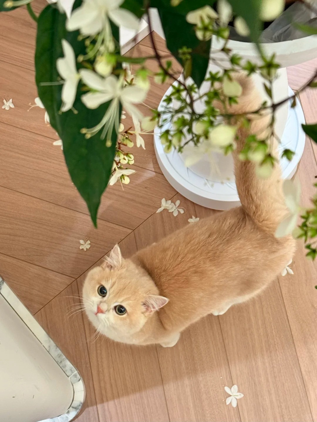 Loại hoa "thần ti&ecirc;n" đang g&acirc;y sốt dịp cận Tết: T&ecirc;n nghe đ&atilde; thấy gi&agrave;u sang, hoa rủ xuống như th&aacute;c đổ, ai nh&igrave;n cũng muốn "rinh" ngay về nh&agrave;- Ảnh 1.