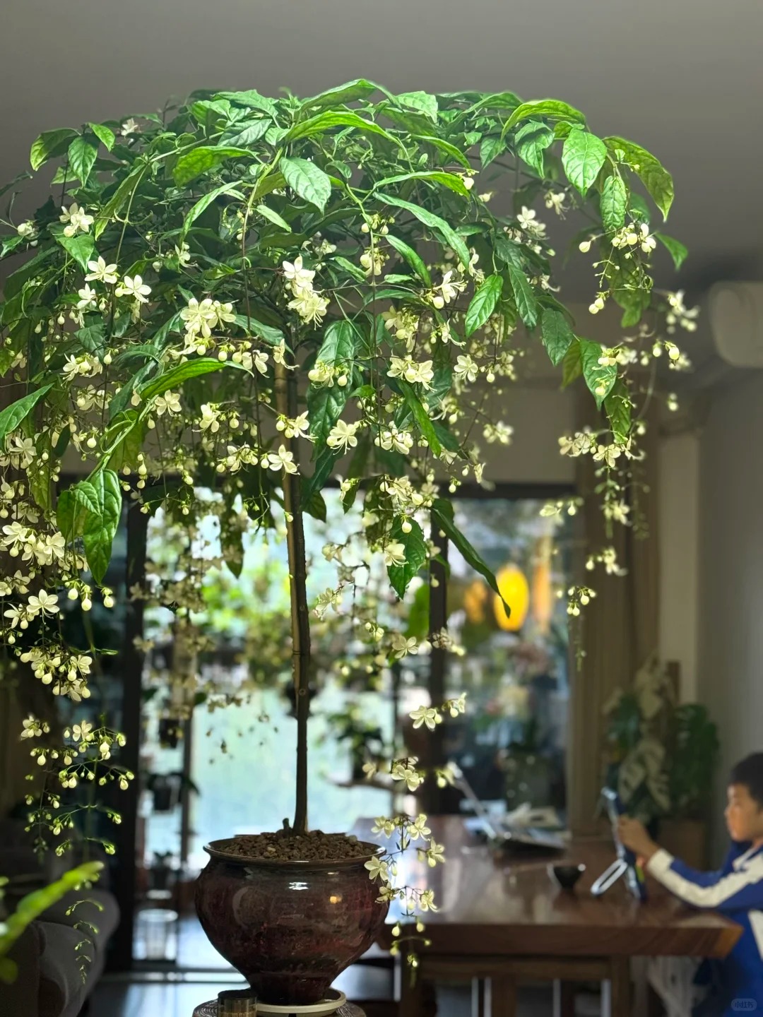 Loại hoa "thần ti&ecirc;n" đang g&acirc;y sốt dịp cận Tết: T&ecirc;n nghe đ&atilde; thấy gi&agrave;u sang, hoa rủ xuống như th&aacute;c đổ, ai nh&igrave;n cũng muốn "rinh" ngay về nh&agrave;- Ảnh 21.