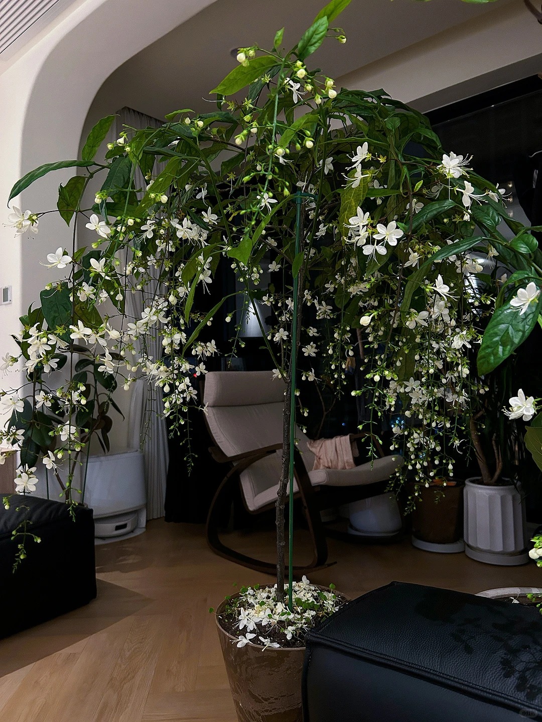 Loại hoa "thần ti&ecirc;n" đang g&acirc;y sốt dịp cận Tết: T&ecirc;n nghe đ&atilde; thấy gi&agrave;u sang, hoa rủ xuống như th&aacute;c đổ, ai nh&igrave;n cũng muốn "rinh" ngay về nh&agrave;- Ảnh 22.