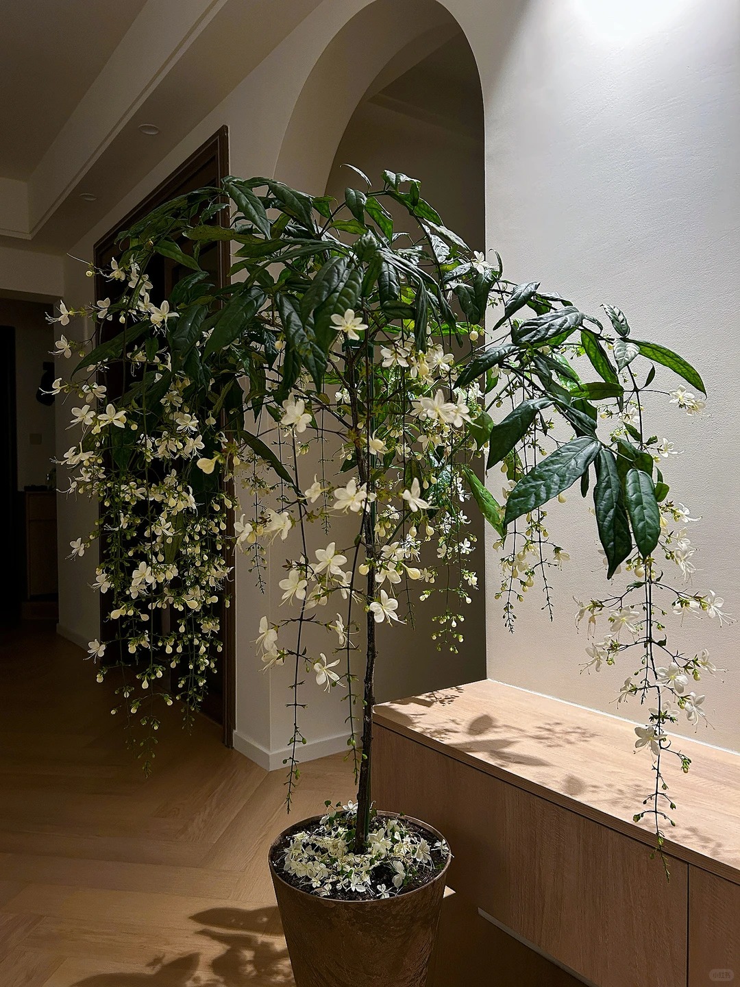 Loại hoa "thần ti&ecirc;n" đang g&acirc;y sốt dịp cận Tết: T&ecirc;n nghe đ&atilde; thấy gi&agrave;u sang, hoa rủ xuống như th&aacute;c đổ, ai nh&igrave;n cũng muốn "rinh" ngay về nh&agrave;- Ảnh 23.