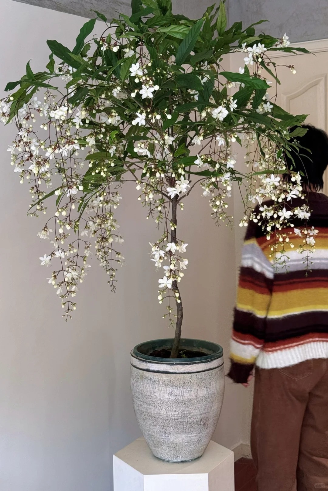 Loại hoa "thần ti&ecirc;n" đang g&acirc;y sốt dịp cận Tết: T&ecirc;n nghe đ&atilde; thấy gi&agrave;u sang, hoa rủ xuống như th&aacute;c đổ, ai nh&igrave;n cũng muốn "rinh" ngay về nh&agrave;- Ảnh 14.