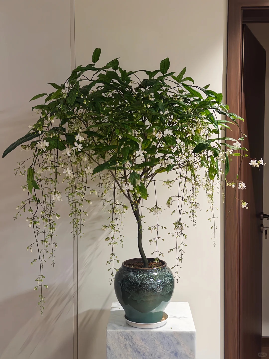 Loại hoa "thần ti&ecirc;n" đang g&acirc;y sốt dịp cận Tết: T&ecirc;n nghe đ&atilde; thấy gi&agrave;u sang, hoa rủ xuống như th&aacute;c đổ, ai nh&igrave;n cũng muốn "rinh" ngay về nh&agrave;- Ảnh 15.