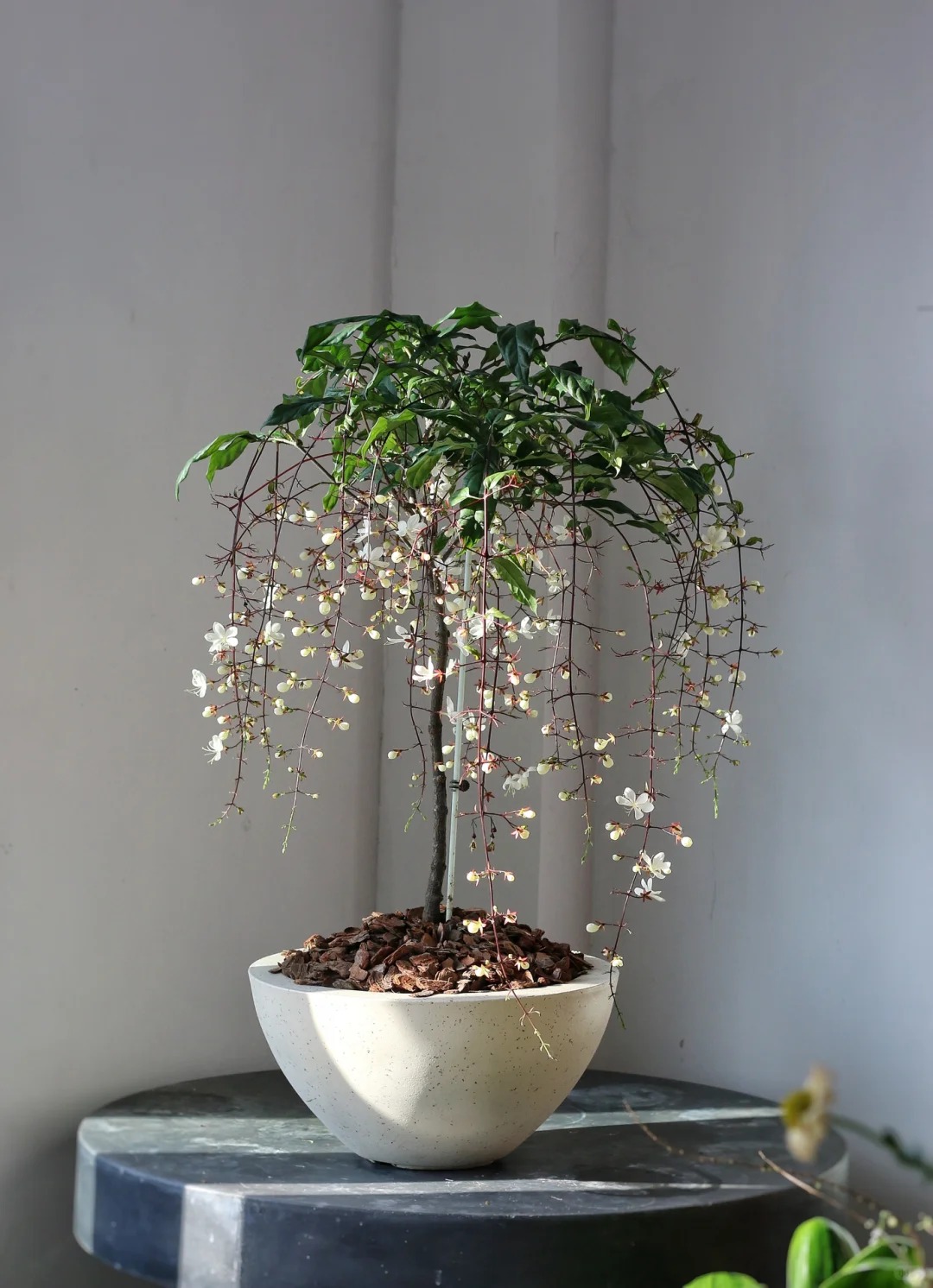 Loại hoa "thần ti&ecirc;n" đang g&acirc;y sốt dịp cận Tết: T&ecirc;n nghe đ&atilde; thấy gi&agrave;u sang, hoa rủ xuống như th&aacute;c đổ, ai nh&igrave;n cũng muốn "rinh" ngay về nh&agrave;- Ảnh 16.