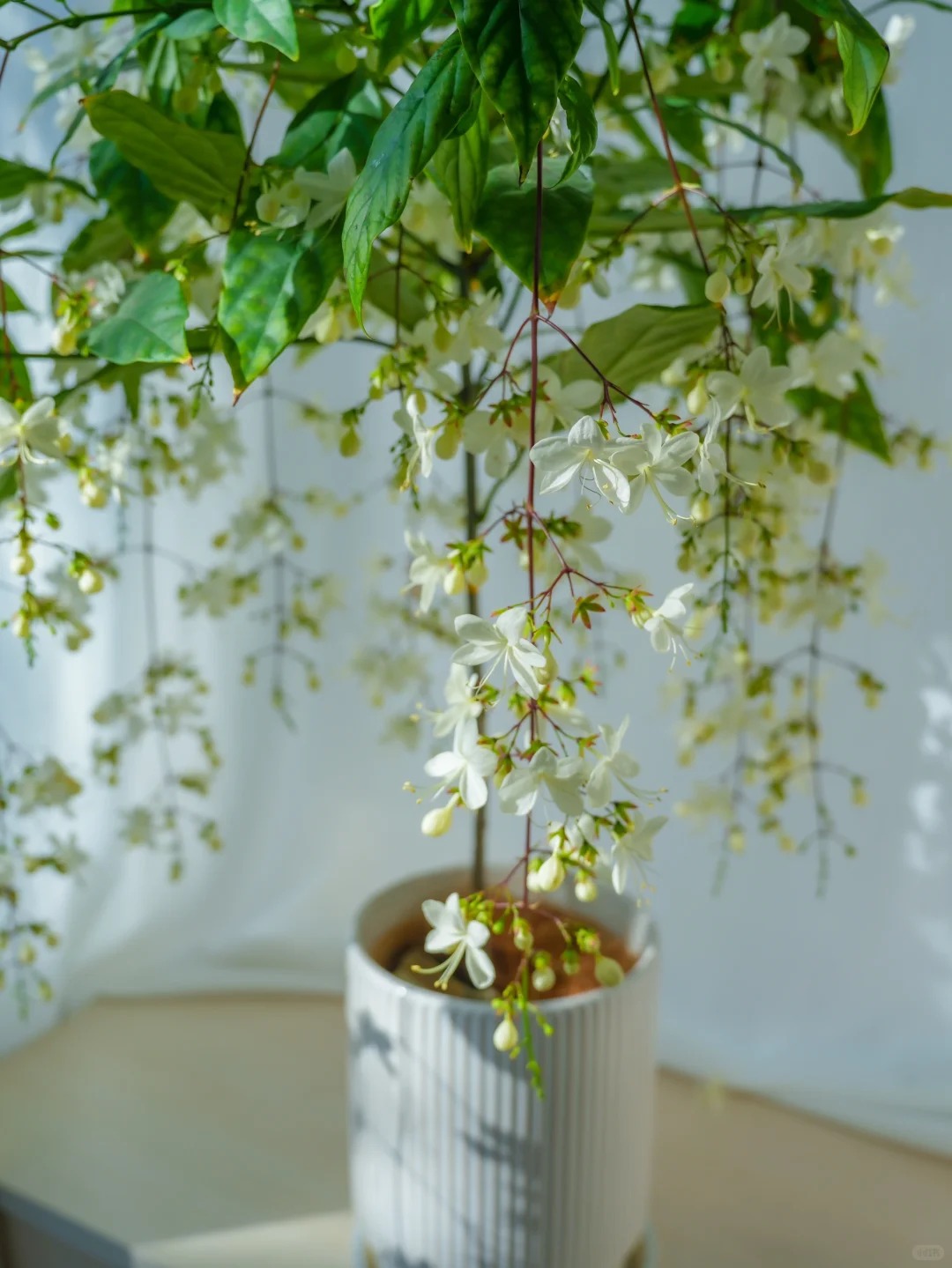 Loại hoa "thần ti&ecirc;n" đang g&acirc;y sốt dịp cận Tết: T&ecirc;n nghe đ&atilde; thấy gi&agrave;u sang, hoa rủ xuống như th&aacute;c đổ, ai nh&igrave;n cũng muốn "rinh" ngay về nh&agrave;- Ảnh 17.