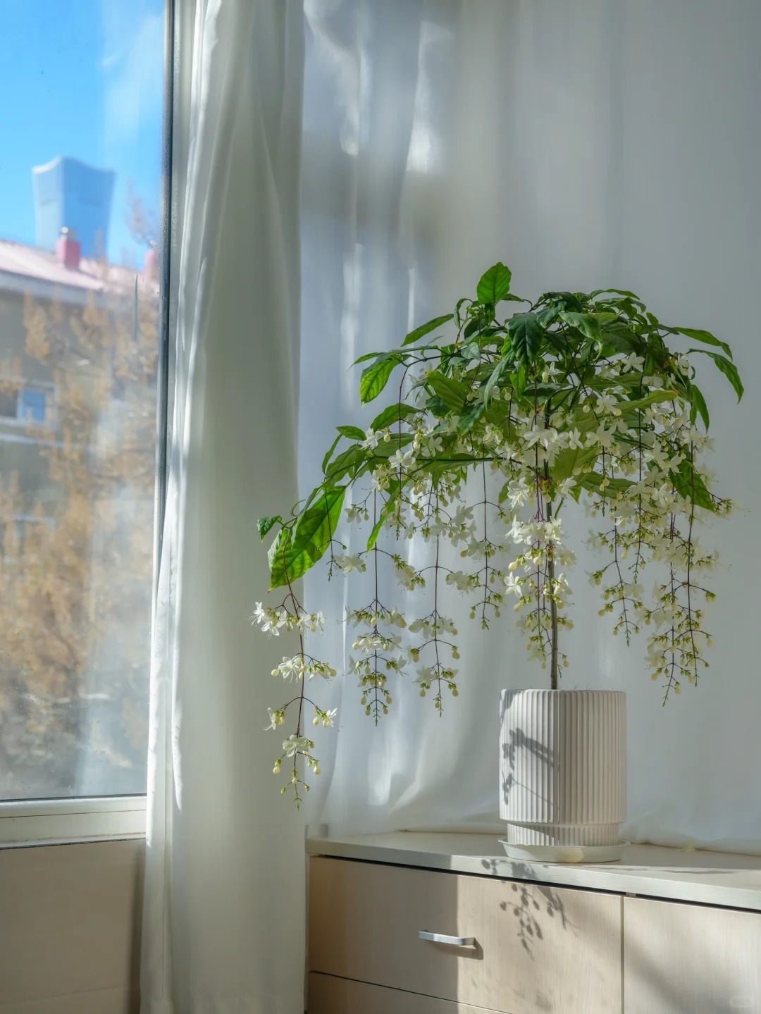 Loại hoa "thần ti&ecirc;n" đang g&acirc;y sốt dịp cận Tết: T&ecirc;n nghe đ&atilde; thấy gi&agrave;u sang, hoa rủ xuống như th&aacute;c đổ, ai nh&igrave;n cũng muốn "rinh" ngay về nh&agrave;- Ảnh 18.