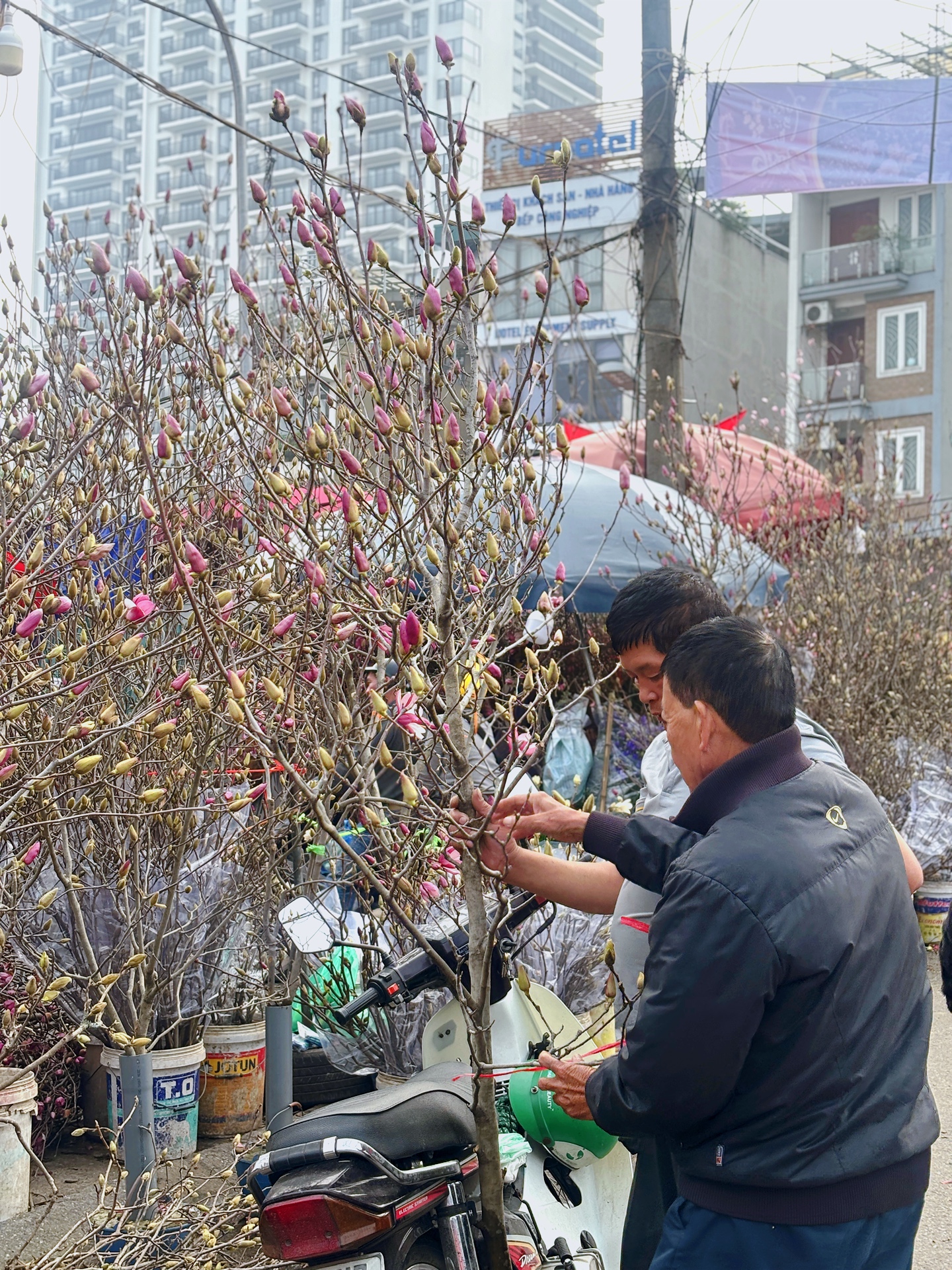 Chợ hoa Quảng B&aacute; năm nay: Một loại hoa mới chiếm s&oacute;ng, gi&aacute; l&ecirc;n đến tiền triệu nhưng kh&aacute;ch chốt mua chỉ trong nốt nhạc- Ảnh 8.
