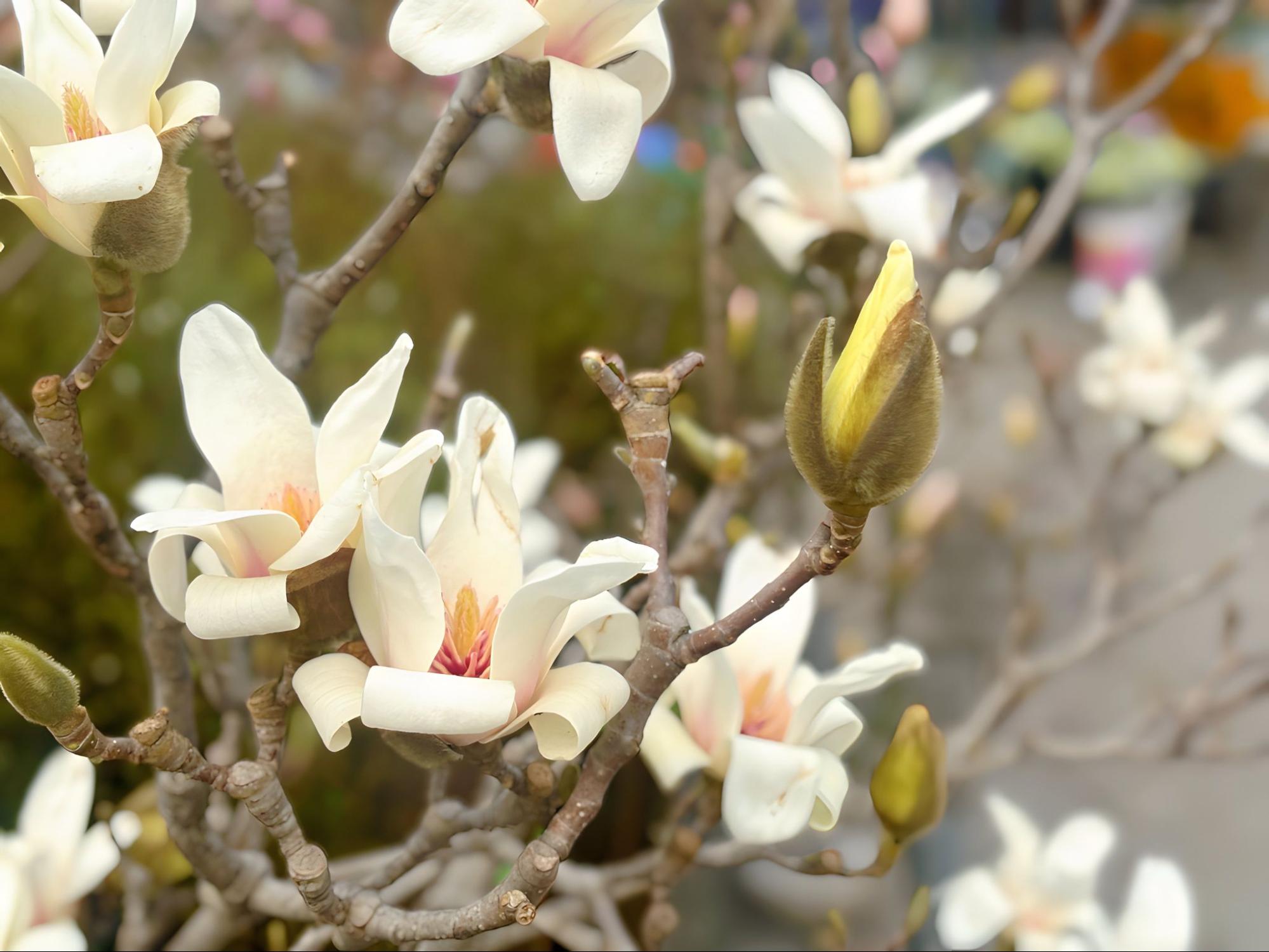 Chợ hoa Quảng B&aacute; năm nay: Một loại hoa mới chiếm s&oacute;ng, gi&aacute; l&ecirc;n đến tiền triệu nhưng kh&aacute;ch chốt mua chỉ trong nốt nhạc- Ảnh 1.