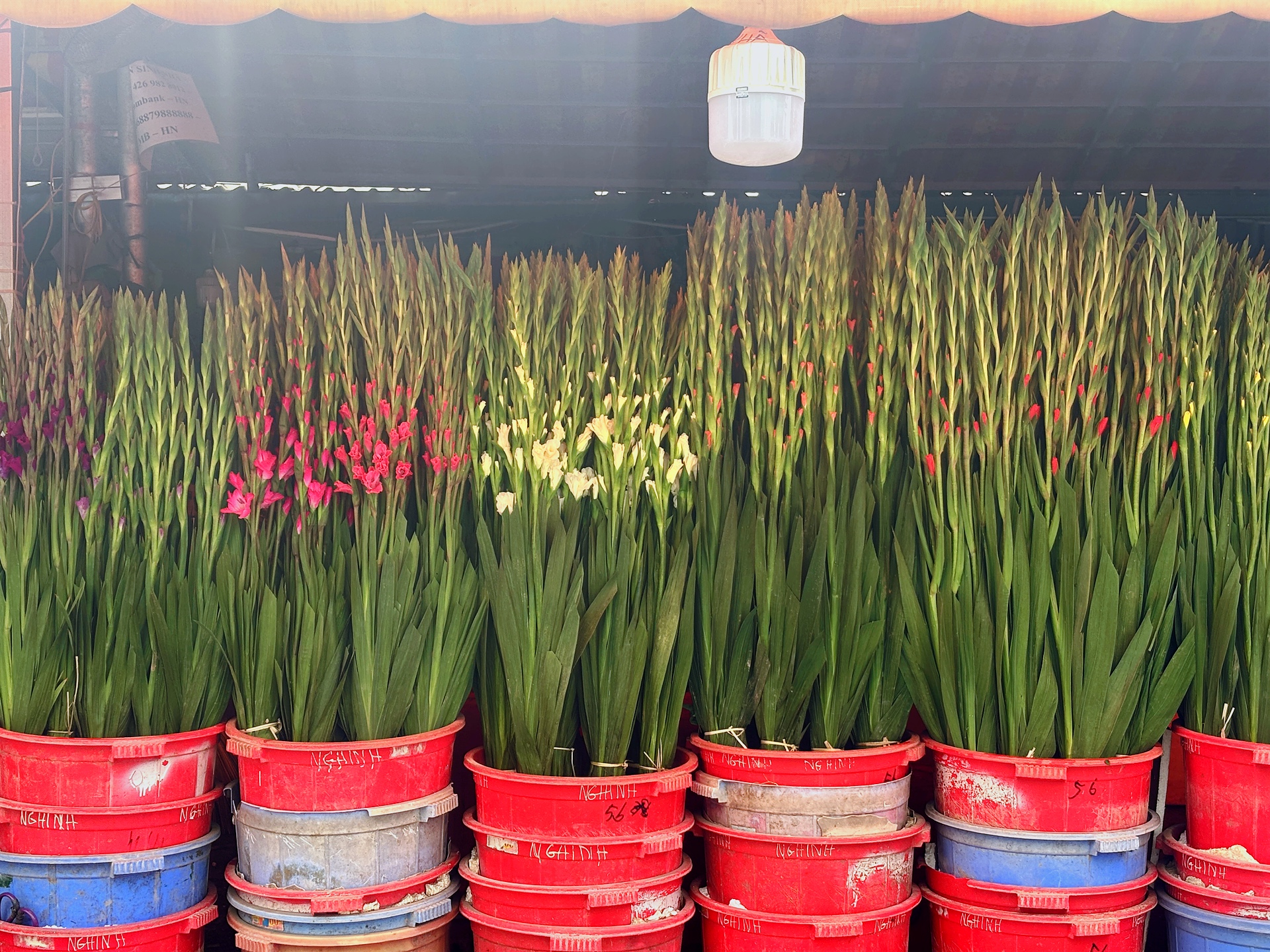 Chợ hoa Quảng B&aacute; năm nay: Một loại hoa mới chiếm s&oacute;ng, gi&aacute; l&ecirc;n đến tiền triệu nhưng kh&aacute;ch chốt mua chỉ trong nốt nhạc- Ảnh 13.