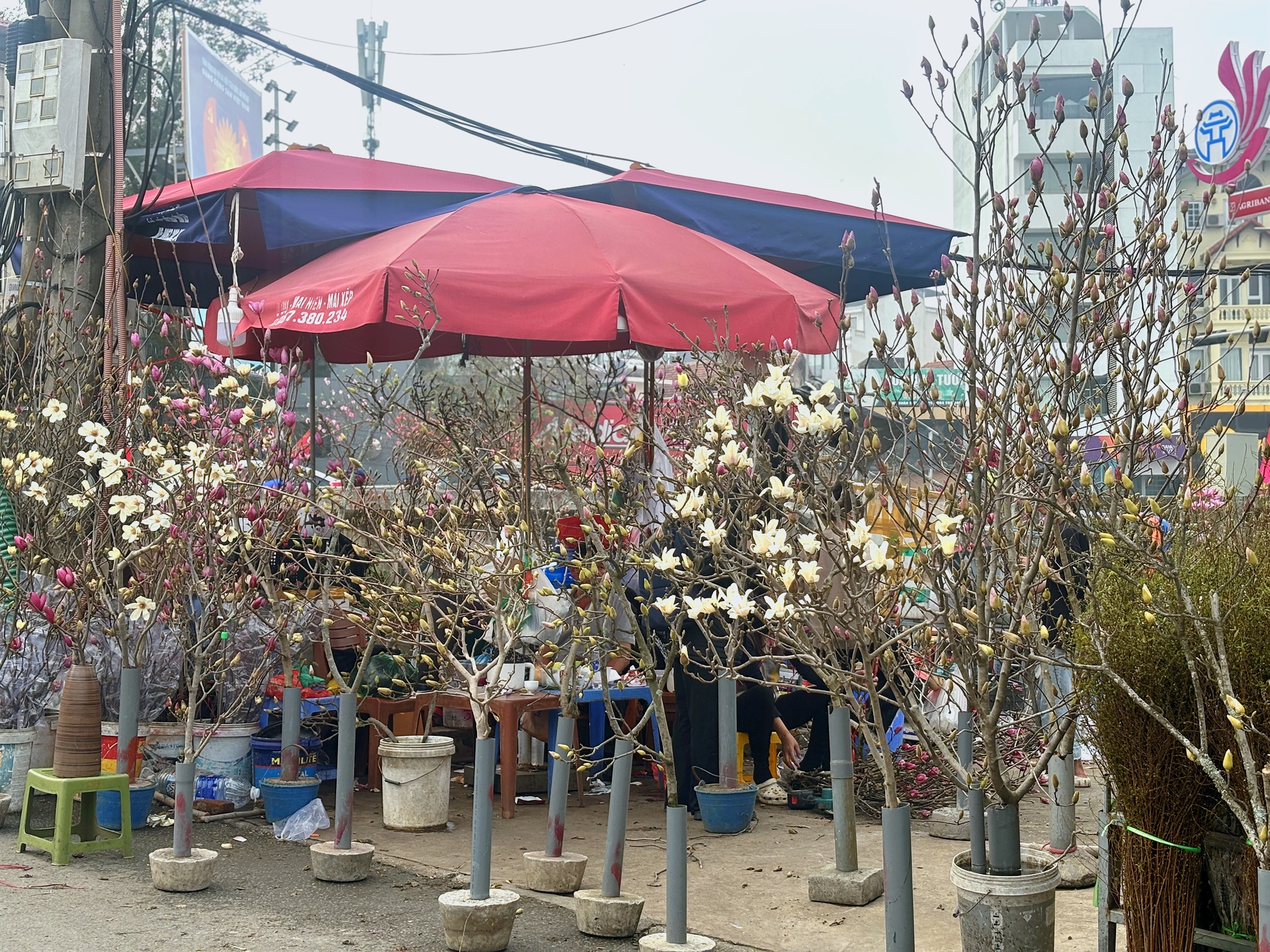 Chợ hoa Quảng B&aacute; năm nay: Một loại hoa mới chiếm s&oacute;ng, gi&aacute; l&ecirc;n đến tiền triệu nhưng kh&aacute;ch chốt mua chỉ trong nốt nhạc- Ảnh 3.