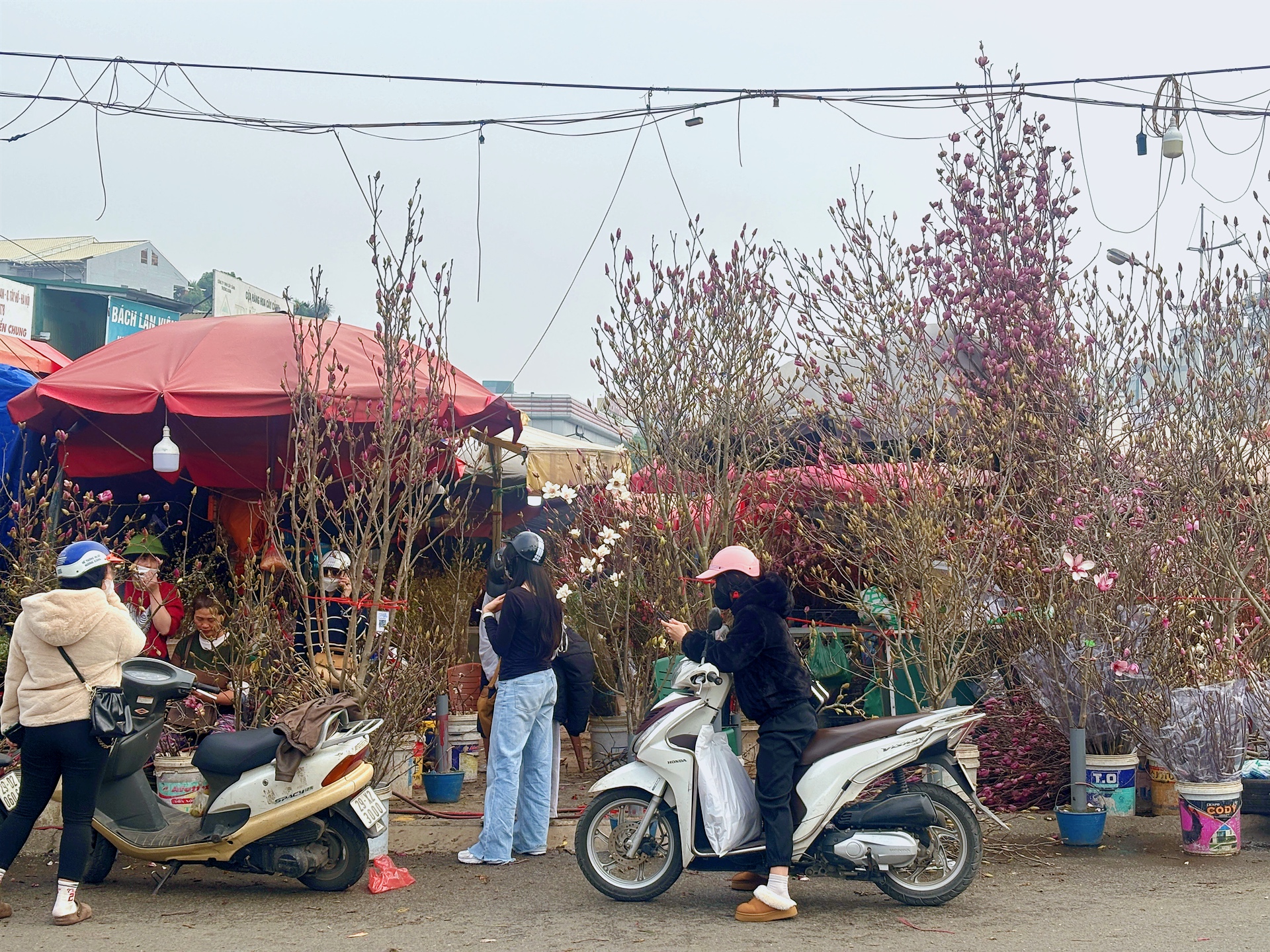 Chợ hoa Quảng B&aacute; năm nay: Một loại hoa mới chiếm s&oacute;ng, gi&aacute; l&ecirc;n đến tiền triệu nhưng kh&aacute;ch chốt mua chỉ trong nốt nhạc- Ảnh 2.