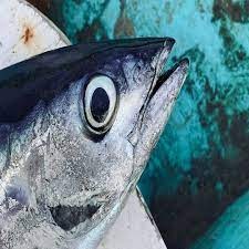 Top 6 lo&agrave;i c&aacute; chứa thủy ng&acirc;n nhiều nhất- Ảnh 5.