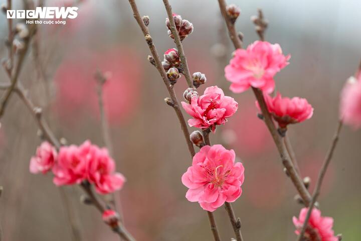 L&agrave;ng đ&agrave;o lớn nhất miền Bắc rộn r&agrave;ng v&agrave;o vụ Tết- Ảnh 4.