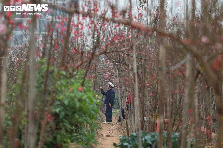 L&agrave;ng đ&agrave;o lớn nhất miền Bắc rộn r&agrave;ng v&agrave;o vụ Tết- Ảnh 7.