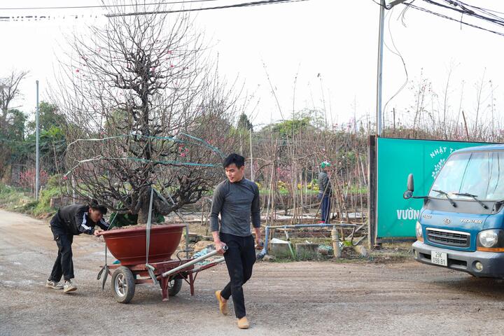 L&agrave;ng đ&agrave;o lớn nhất miền Bắc rộn r&agrave;ng v&agrave;o vụ Tết- Ảnh 9.