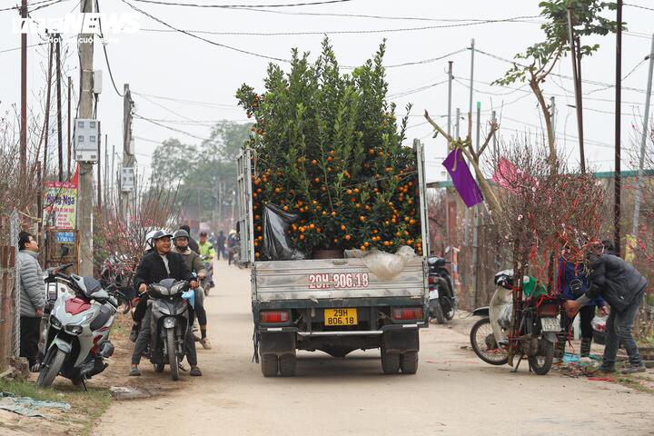 L&agrave;ng đ&agrave;o lớn nhất miền Bắc rộn r&agrave;ng v&agrave;o vụ Tết- Ảnh 12.