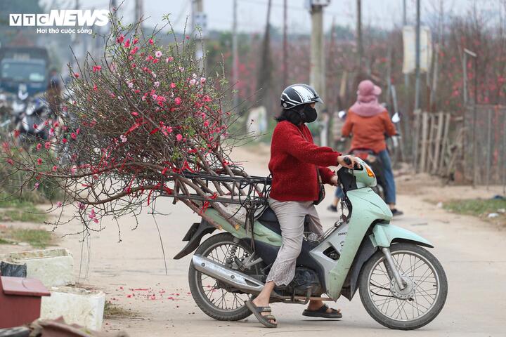 L&agrave;ng đ&agrave;o lớn nhất miền Bắc rộn r&agrave;ng v&agrave;o vụ Tết- Ảnh 13.