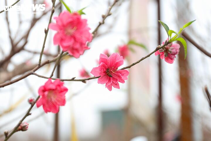 L&agrave;ng đ&agrave;o lớn nhất miền Bắc rộn r&agrave;ng v&agrave;o vụ Tết- Ảnh 6.