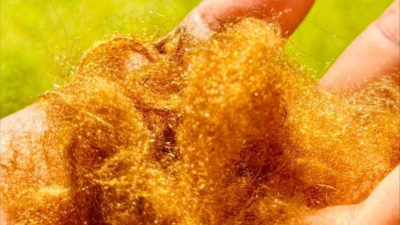 Ph&aacute;t hiện loại "v&agrave;ng" thất truyền c&aacute;ch đ&acirc;y 2.000 năm: Sinh ra từ biển, kh&ocirc;ng phải ai cũng được chạm v&agrave;o- Ảnh 1.