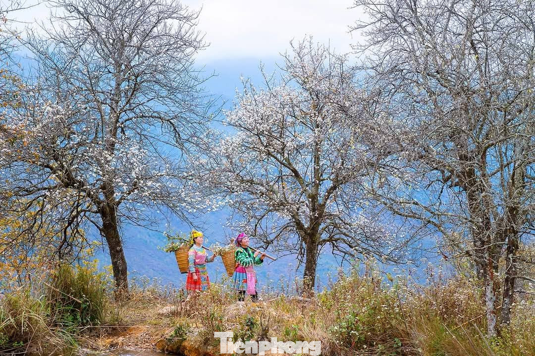 Hoa sơn tra đẹp như cổ t&iacute;ch giữa đất trời T&acirc;y Bắc- Ảnh 3.