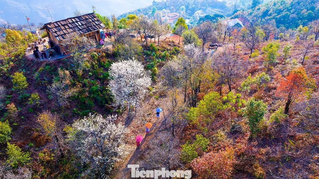 Hoa sơn tra đẹp như cổ t&iacute;ch giữa đất trời T&acirc;y Bắc- Ảnh 2.