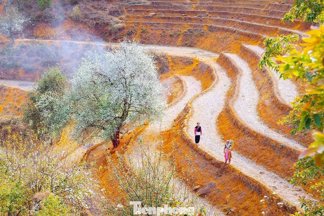 Hoa sơn tra đẹp như cổ t&iacute;ch giữa đất trời T&acirc;y Bắc- Ảnh 5.