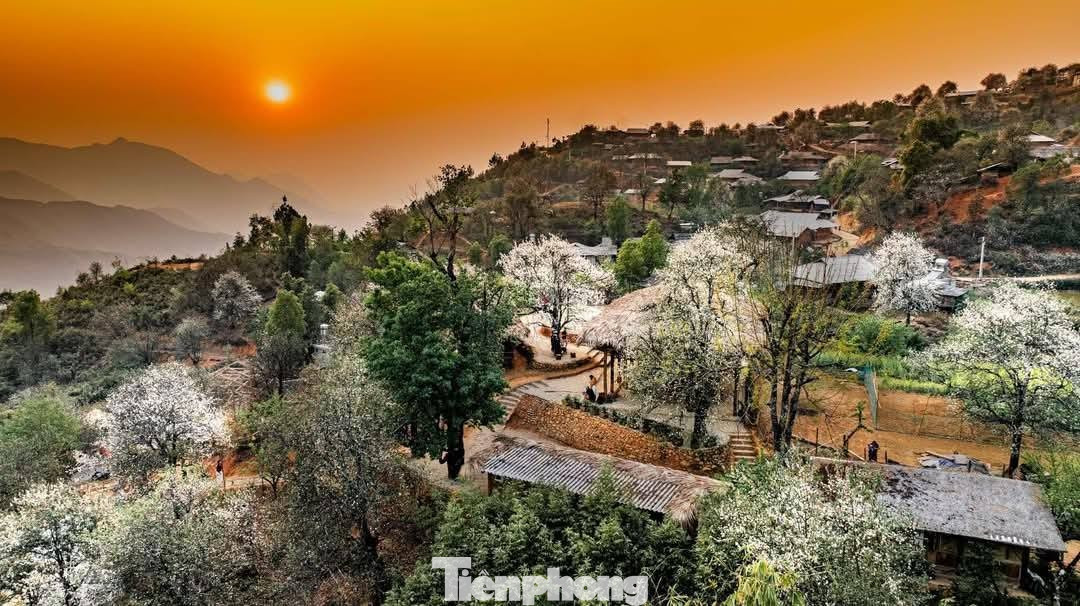 Hoa sơn tra đẹp như cổ t&iacute;ch giữa đất trời T&acirc;y Bắc- Ảnh 1.