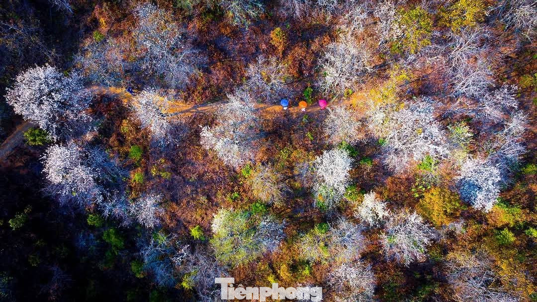 Hoa sơn tra đẹp như cổ t&iacute;ch giữa đất trời T&acirc;y Bắc- Ảnh 9.