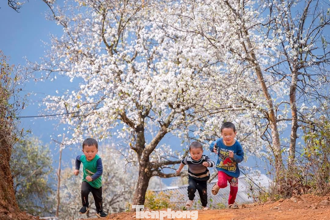 Hoa sơn tra đẹp như cổ t&iacute;ch giữa đất trời T&acirc;y Bắc- Ảnh 8.