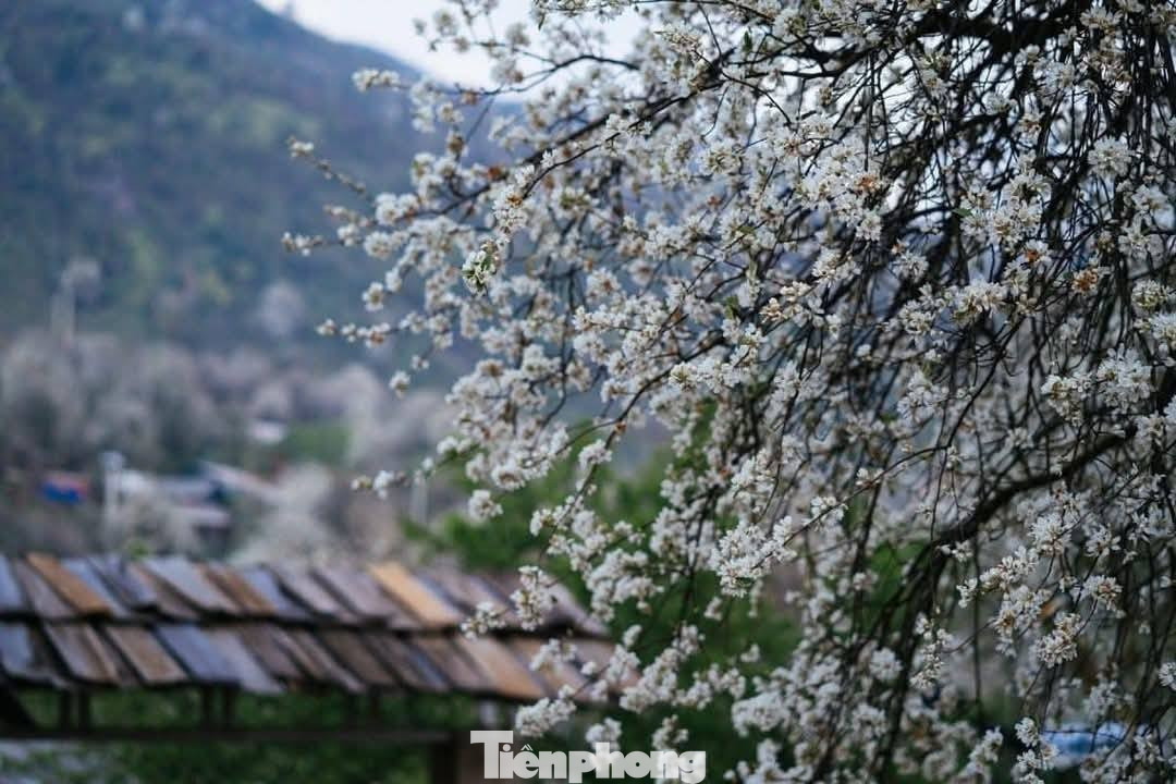 Hoa sơn tra đẹp như cổ t&iacute;ch giữa đất trời T&acirc;y Bắc- Ảnh 4.