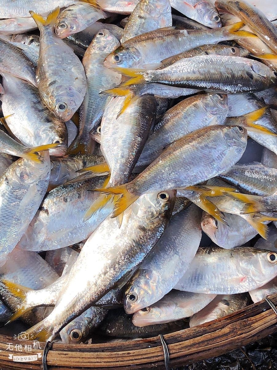 Top 6 lo&agrave;i c&aacute; chứa thủy ng&acirc;n nhiều nhất- Ảnh 8.