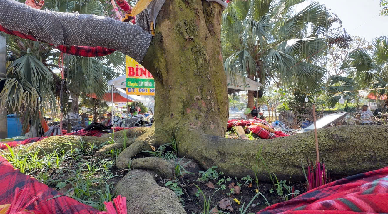 Chủ c&acirc;y mai v&agrave;ng &ldquo;Nghinh Xu&acirc;n B&iacute;nh Ngọ&rdquo; tiết lộ l&yacute; do rao b&aacute;n 3,7 tỉ đồng- Ảnh 2.