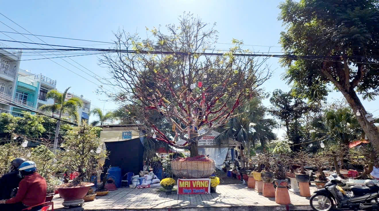 Chủ c&acirc;y mai v&agrave;ng &ldquo;Nghinh Xu&acirc;n B&iacute;nh Ngọ&rdquo; tiết lộ l&yacute; do rao b&aacute;n 3,7 tỉ đồng- Ảnh 1.