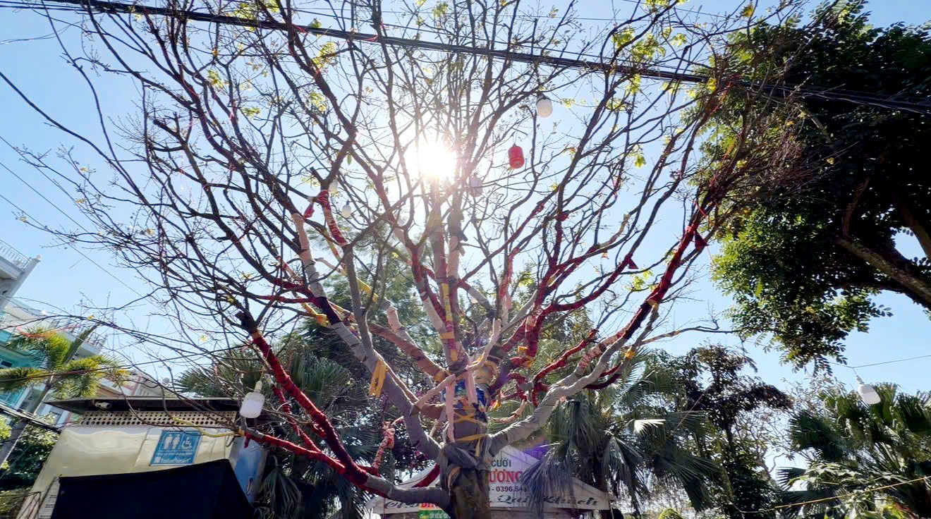 Chủ c&acirc;y mai v&agrave;ng &ldquo;Nghinh Xu&acirc;n B&iacute;nh Ngọ&rdquo; tiết lộ l&yacute; do rao b&aacute;n 3,7 tỉ đồng- Ảnh 3.