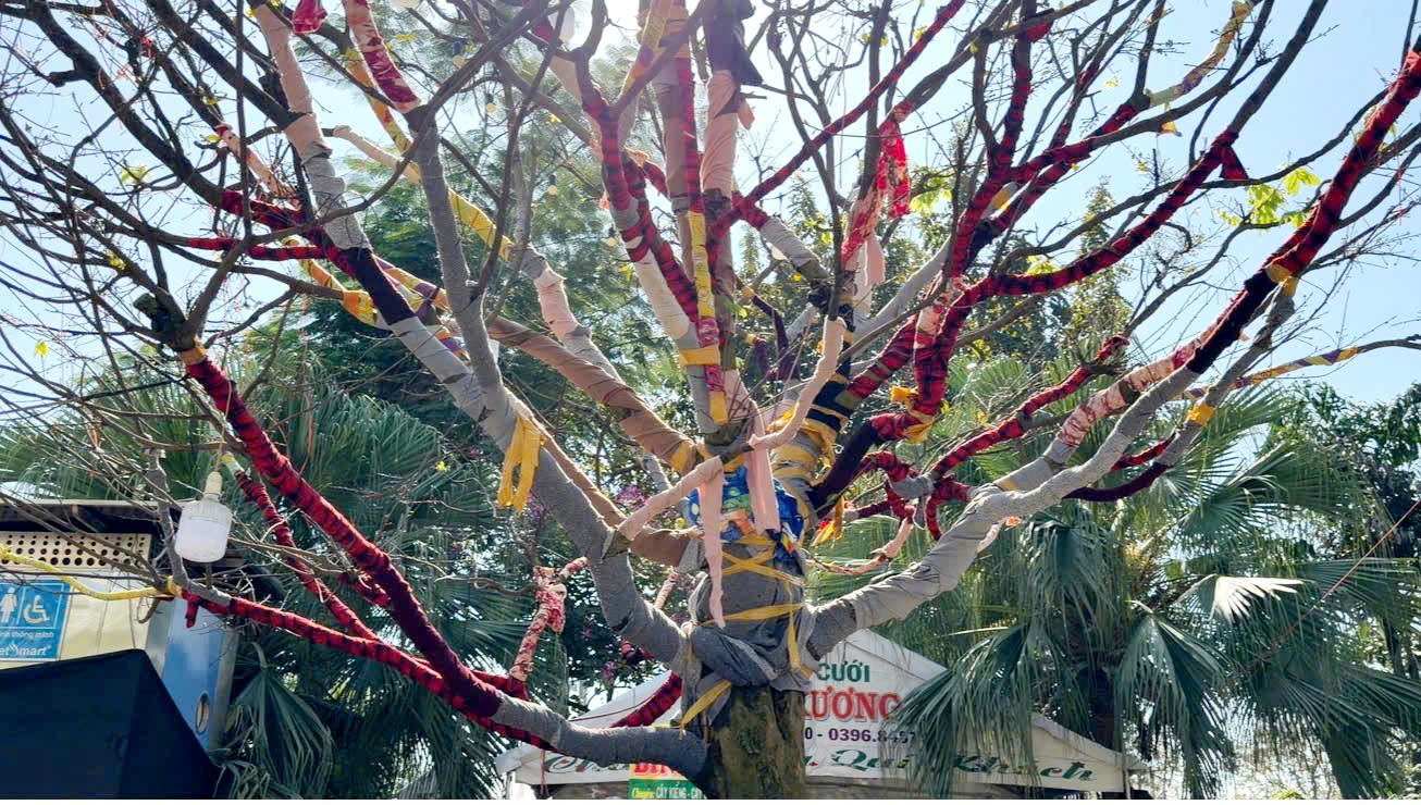Chủ c&acirc;y mai v&agrave;ng &ldquo;Nghinh Xu&acirc;n B&iacute;nh Ngọ&rdquo; tiết lộ l&yacute; do rao b&aacute;n 3,7 tỉ đồng- Ảnh 4.