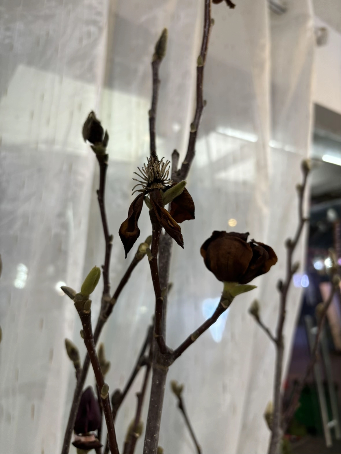 Bỏ tiền triệu m&agrave; vẫn 