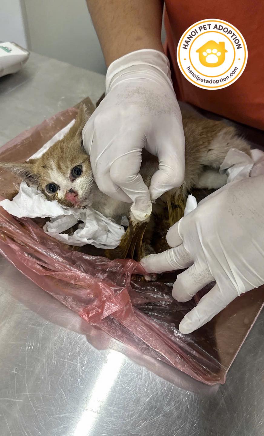 Ch&oacute; m&egrave;o bị chủ vứt bỏ gần Tết, gặp nạn v&agrave; bị bạo h&agrave;nh tăng đột biến: C&aacute;c trạm "cầu cứu"- Ảnh 5.