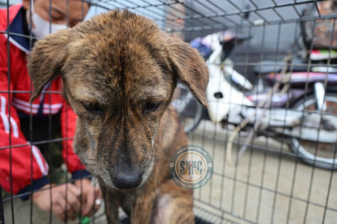 Ch&oacute; m&egrave;o bị chủ vứt bỏ gần Tết, gặp nạn v&agrave; bị bạo h&agrave;nh tăng đột biến: C&aacute;c trạm "cầu cứu"- Ảnh 6.