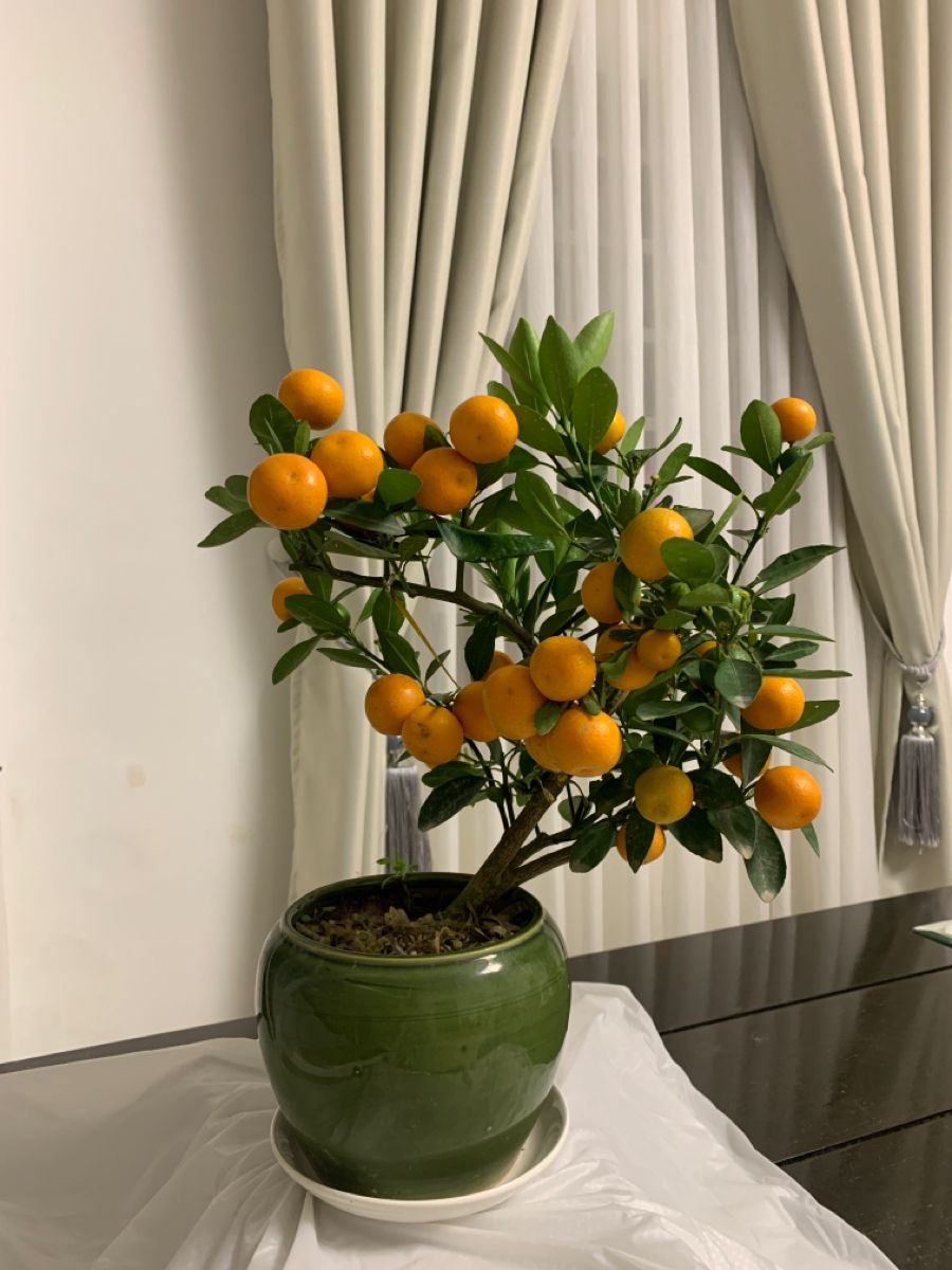 5 loại c&acirc;y h&uacute;t sạch độc tố, mời gọi t&agrave;i lộc: Chưng trong nh&agrave; cực tốt- Ảnh 2.