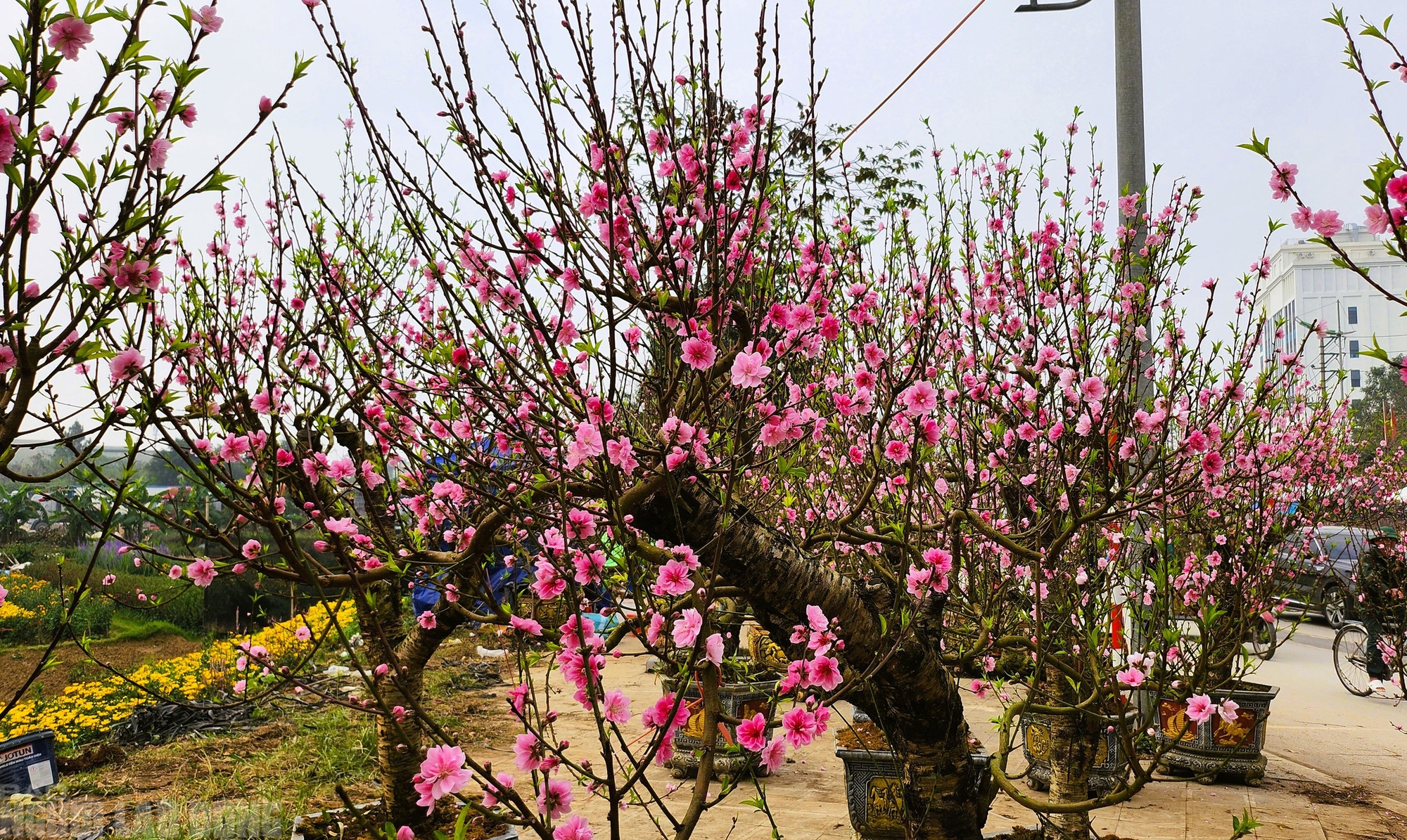 Đ&agrave;o nở thắm phố phường, tiểu thương đ&agrave;nh phải chặt bỏ c&acirc;y kh&ocirc;ng kịp v&agrave;o Tết- Ảnh 1.