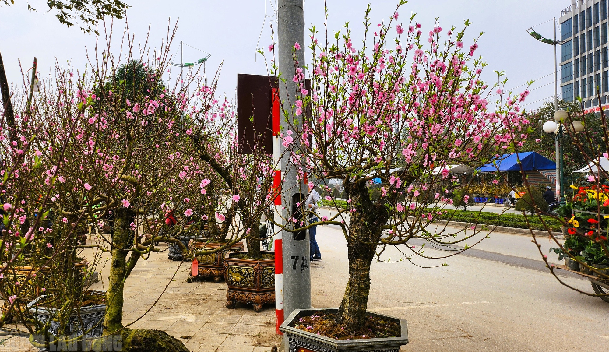 Đ&agrave;o nở thắm phố phường, tiểu thương đ&agrave;nh phải chặt bỏ c&acirc;y kh&ocirc;ng kịp v&agrave;o Tết- Ảnh 2.