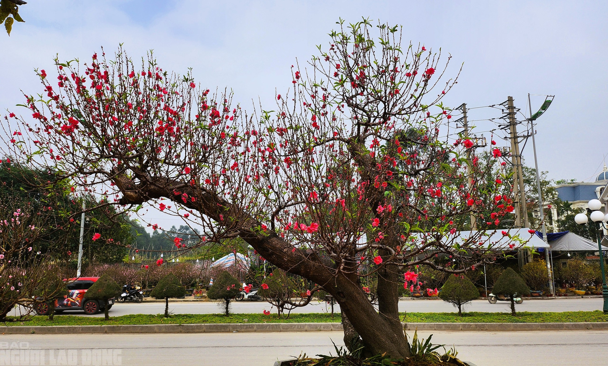 Đ&agrave;o nở thắm phố phường, tiểu thương đ&agrave;nh phải chặt bỏ c&acirc;y kh&ocirc;ng kịp v&agrave;o Tết- Ảnh 8.