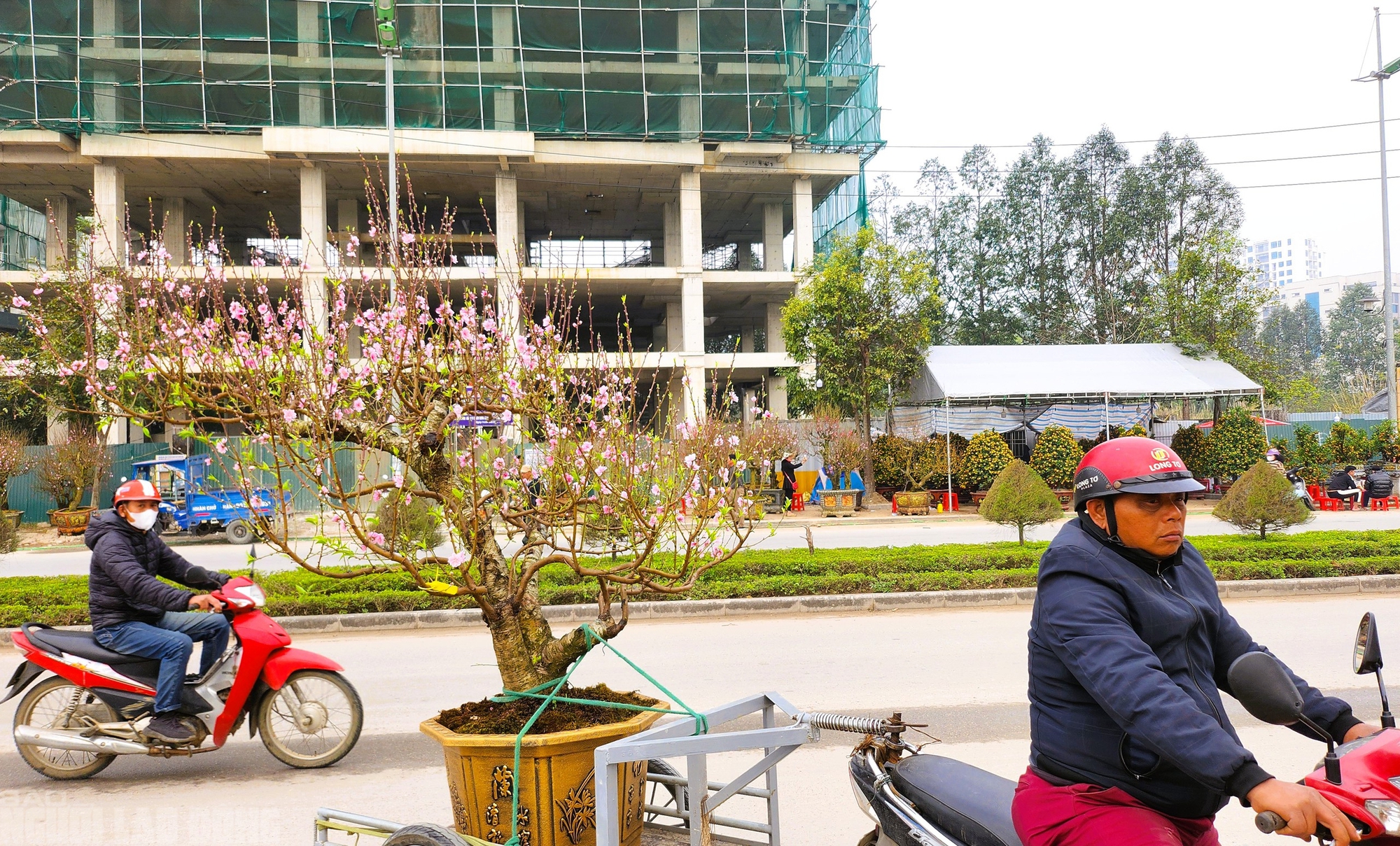 Đ&agrave;o nở thắm phố phường, tiểu thương đ&agrave;nh phải chặt bỏ c&acirc;y kh&ocirc;ng kịp v&agrave;o Tết- Ảnh 9.