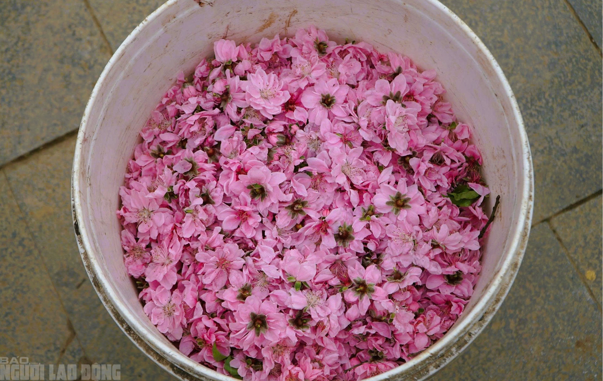 Đ&agrave;o nở thắm phố phường, tiểu thương đ&agrave;nh phải chặt bỏ c&acirc;y kh&ocirc;ng kịp v&agrave;o Tết- Ảnh 15.