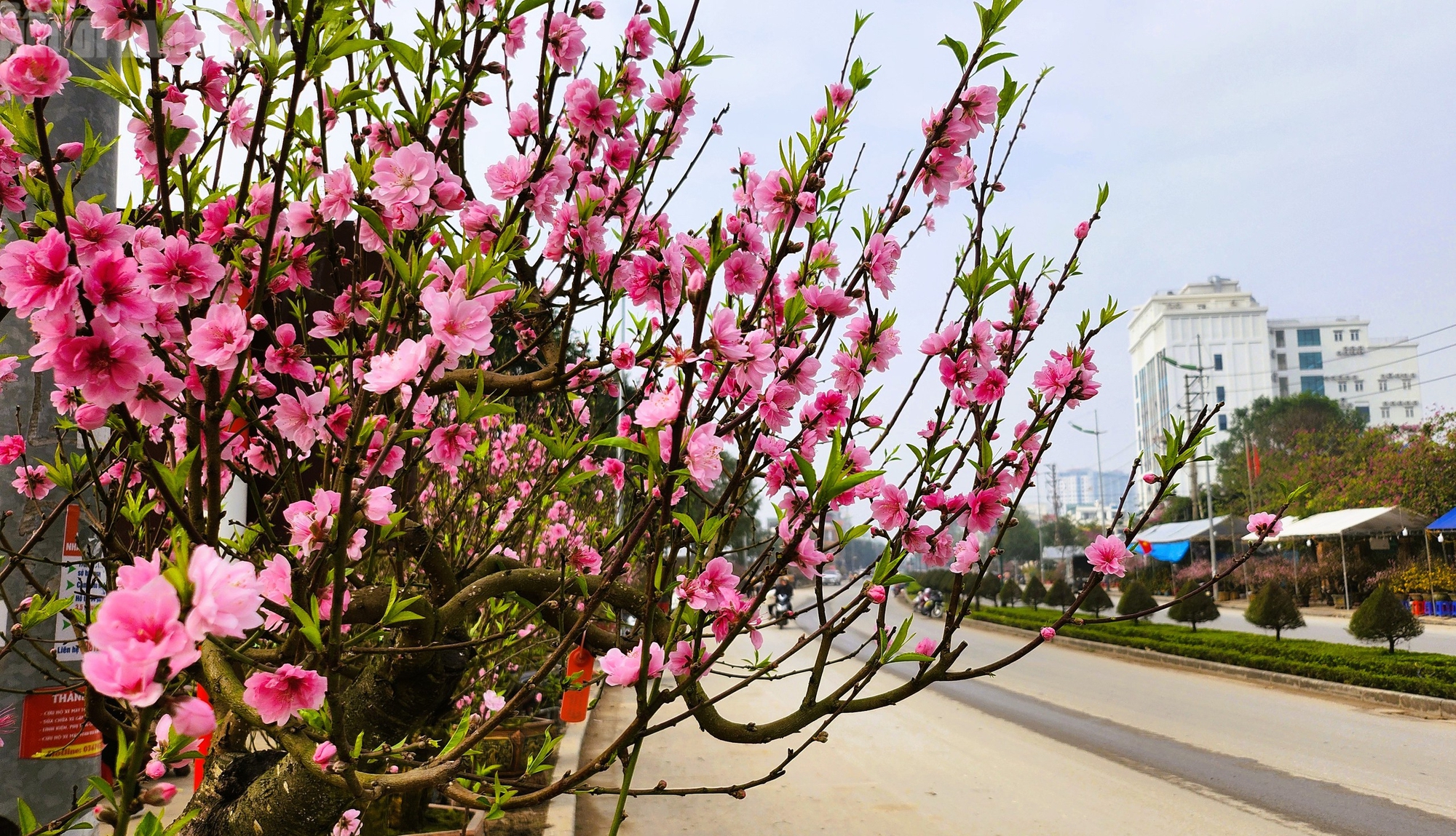 Đ&agrave;o nở thắm phố phường, tiểu thương đ&agrave;nh phải chặt bỏ c&acirc;y kh&ocirc;ng kịp v&agrave;o Tết- Ảnh 3.