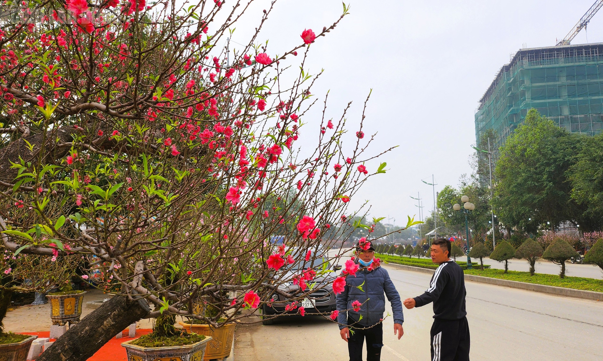 Đ&agrave;o nở thắm phố phường, tiểu thương đ&agrave;nh phải chặt bỏ c&acirc;y kh&ocirc;ng kịp v&agrave;o Tết- Ảnh 4.