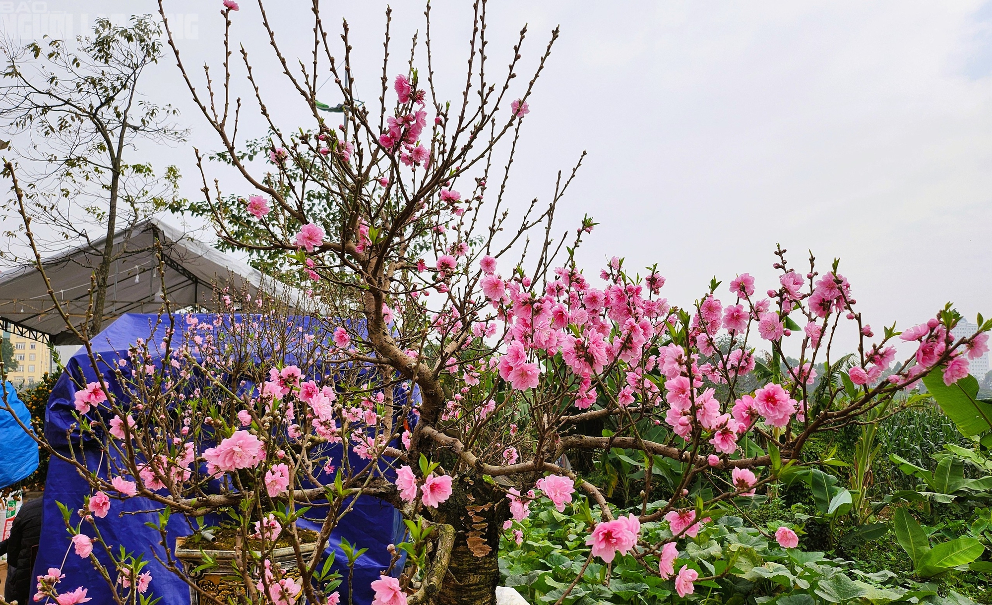 Đ&agrave;o nở thắm phố phường, tiểu thương đ&agrave;nh phải chặt bỏ c&acirc;y kh&ocirc;ng kịp v&agrave;o Tết- Ảnh 6.
