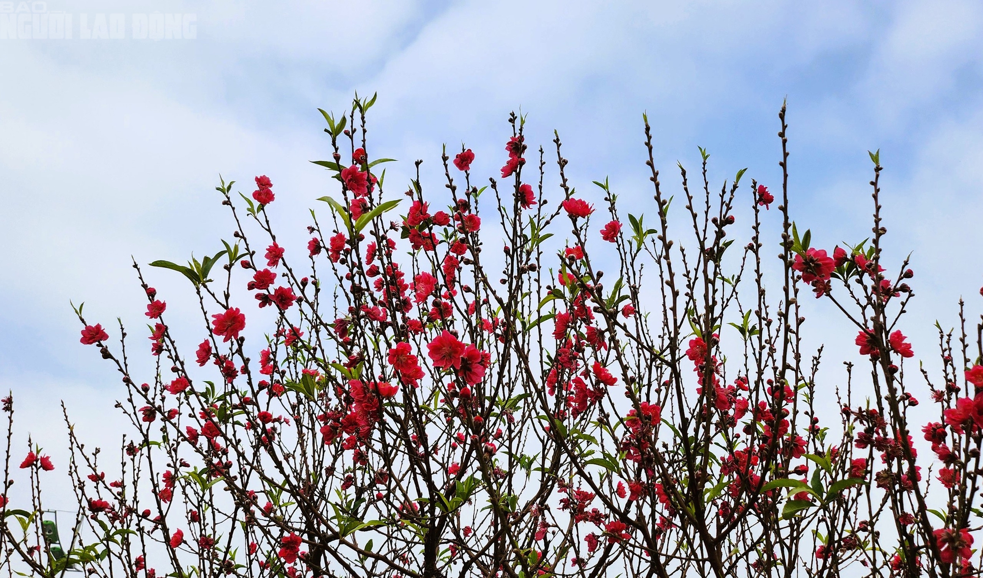 Đ&agrave;o nở thắm phố phường, tiểu thương đ&agrave;nh phải chặt bỏ c&acirc;y kh&ocirc;ng kịp v&agrave;o Tết- Ảnh 7.
