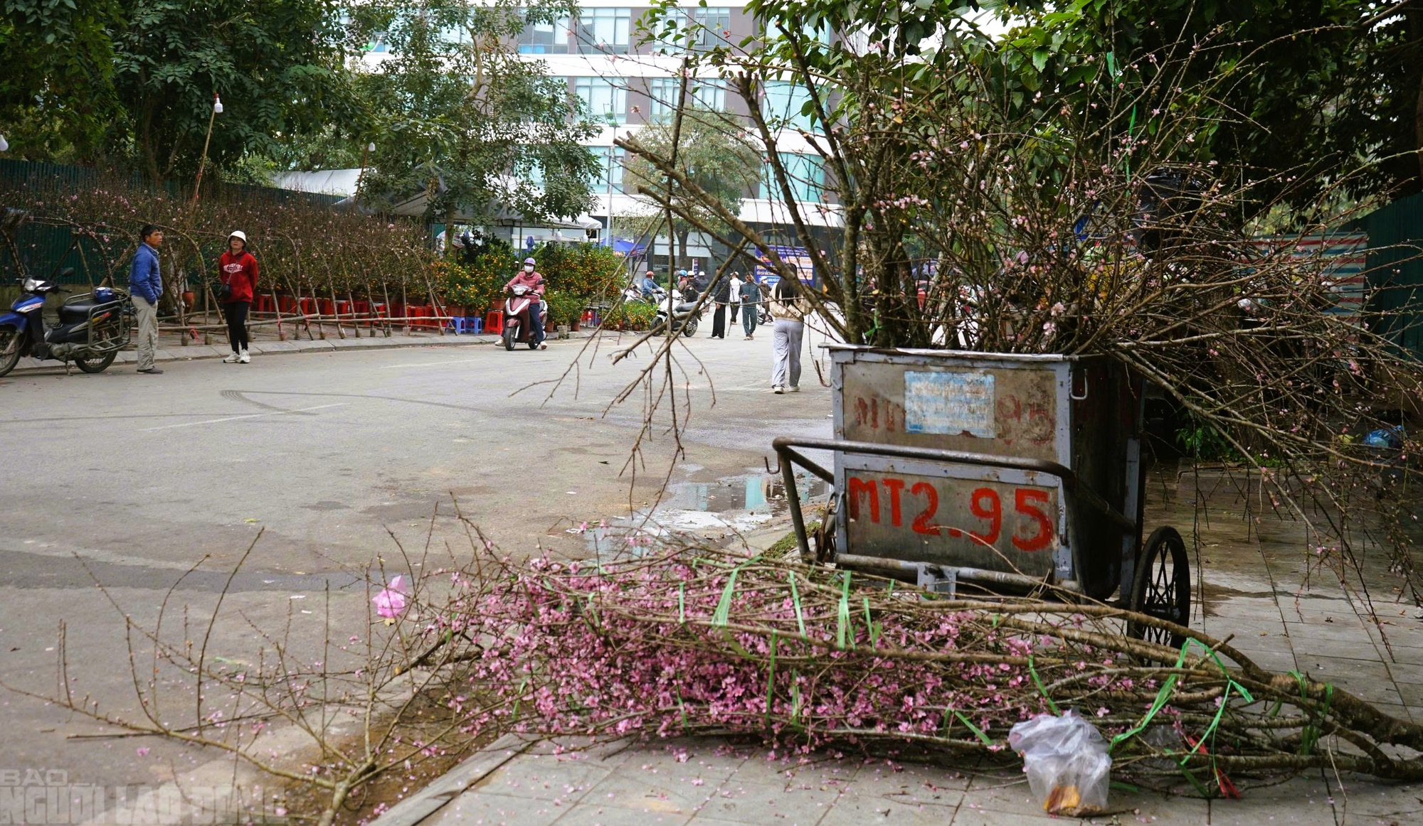 Đ&agrave;o nở thắm phố phường, tiểu thương đ&agrave;nh phải chặt bỏ c&acirc;y kh&ocirc;ng kịp v&agrave;o Tết- Ảnh 11.